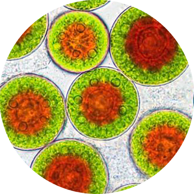haematococcus-pluvialis-italiana.png